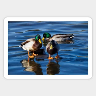 Mallard reflections Sticker